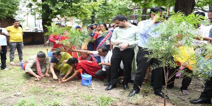 लोक पर्व हरेला धूमधाम और हर्षोल्लास के साथ मनाया, एक पेड़ माँ के नाम* थीम पर जिले भर में  पौध रोपण body image