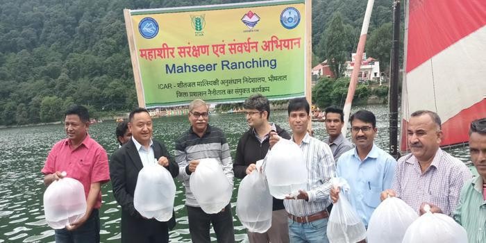 • 10 हज़ार महाशीर मत्स्य बीज का नैनीझील में किया संचय , बीज के संचयन से झील का होगा संरक्षण व संवर्धन body image