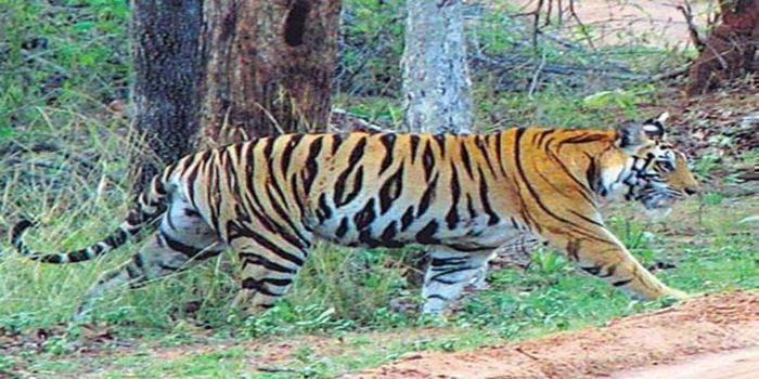 बाघिन से भिड़ गयी महिला